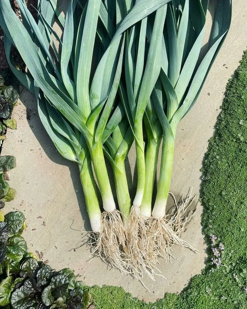 Leeks