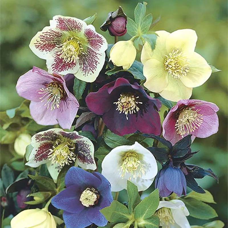 Lenten Rose