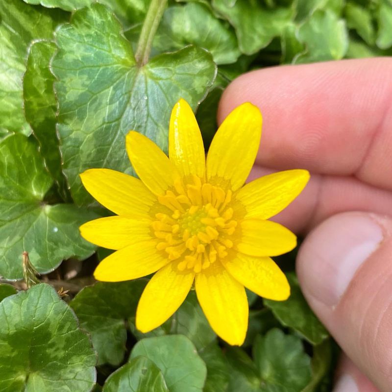 Lesser Celandine