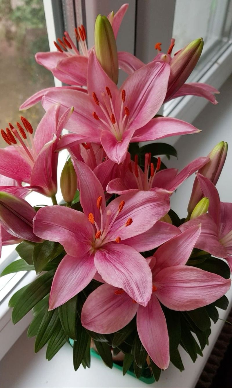 Lilies