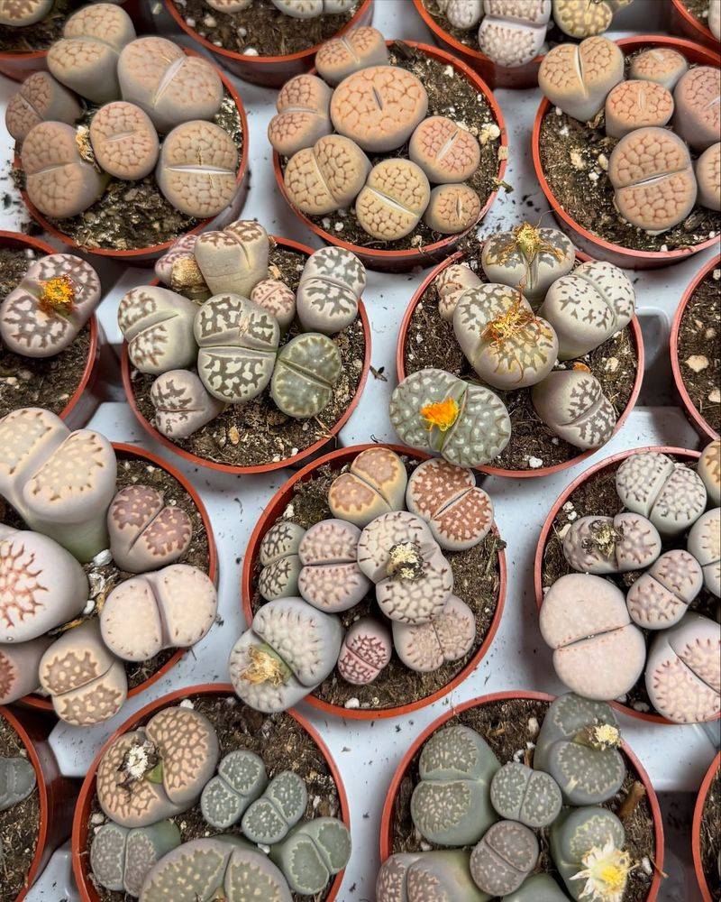 Lithops