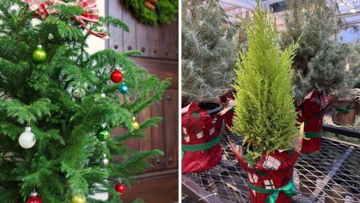 10 Living Christmas Tree Alternatives That Bring the Holiday Spirit to Your Home