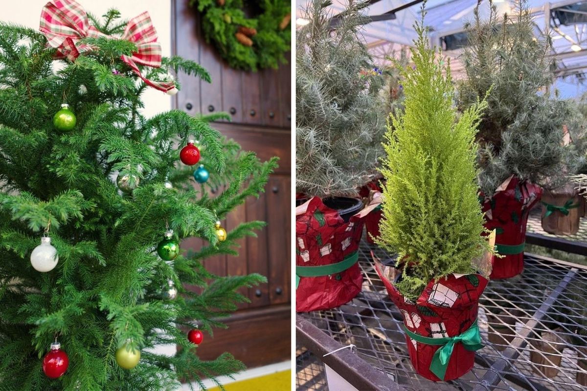 10 Living Christmas Tree Alternatives That Bring the Holiday Spirit to Your Home