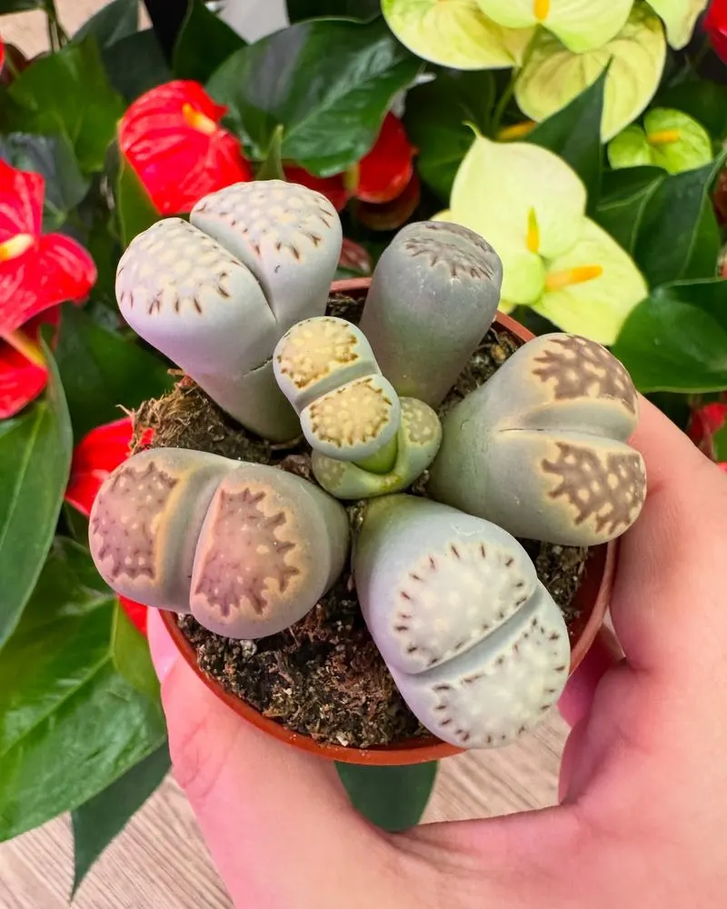 Living Stone (Lithops)