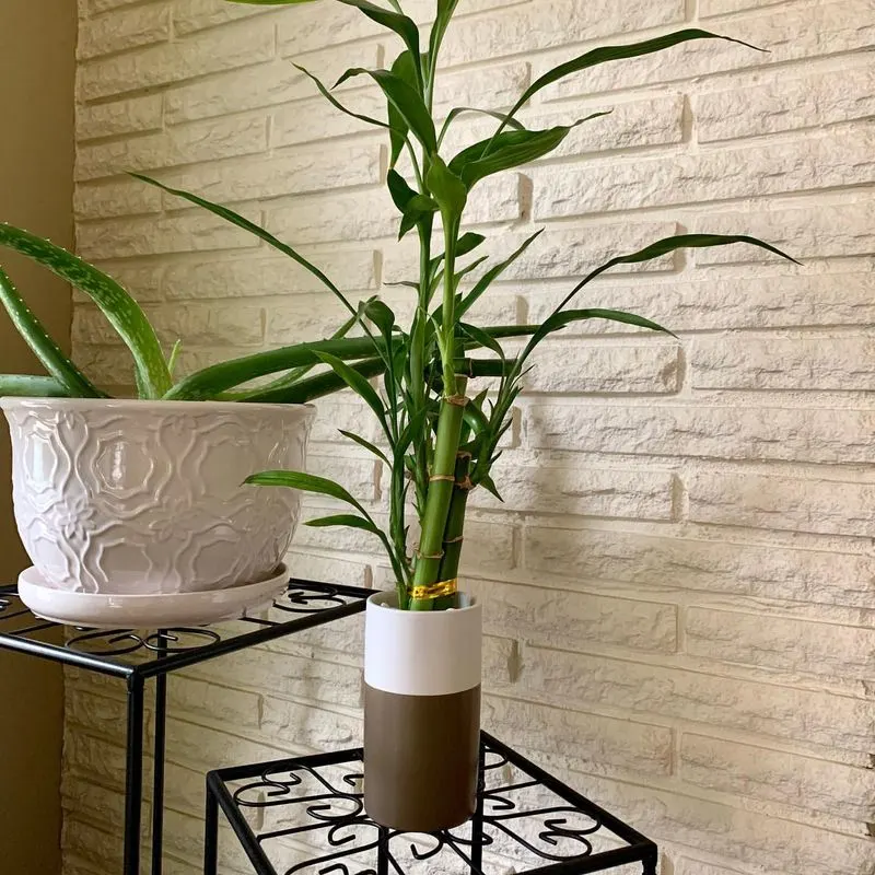 Lucky Bamboo