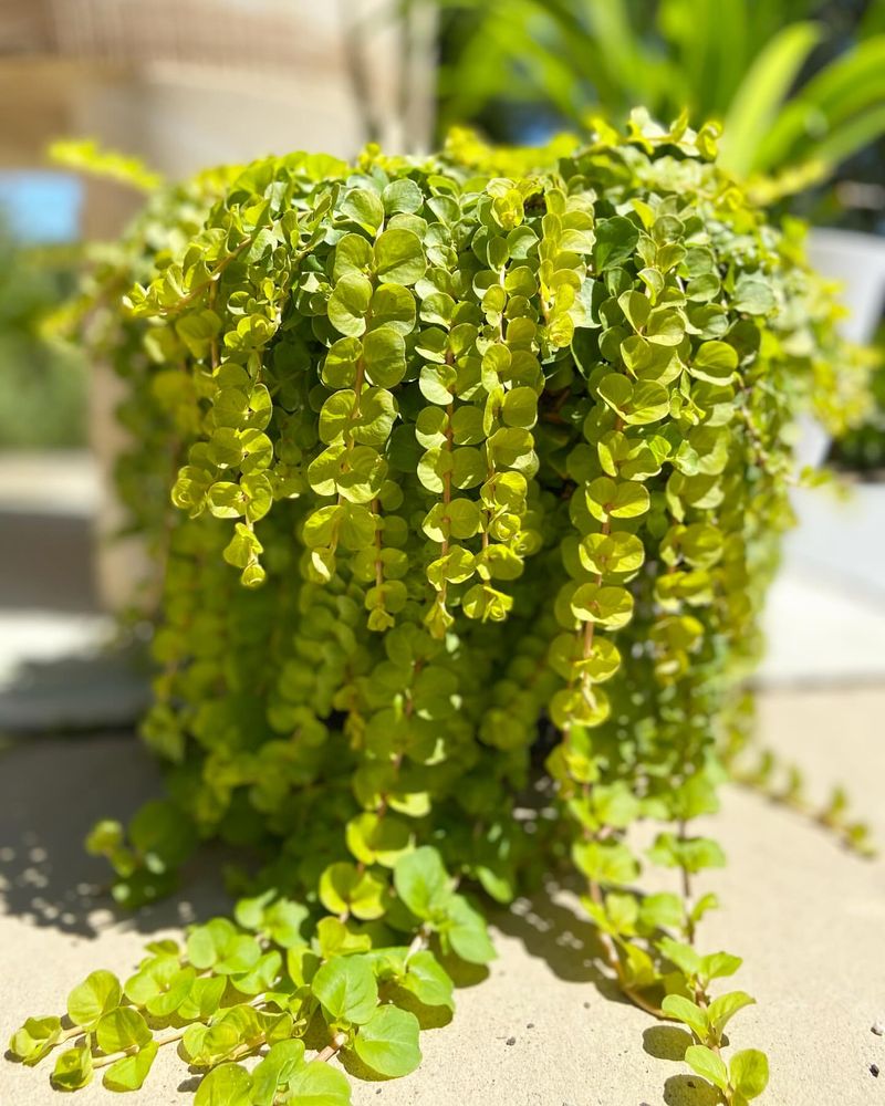 Lysimachia Nummularia 'Aurea'