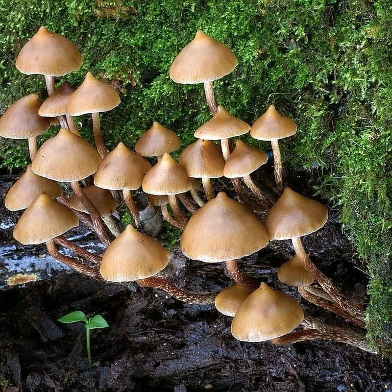 Magic Mushrooms