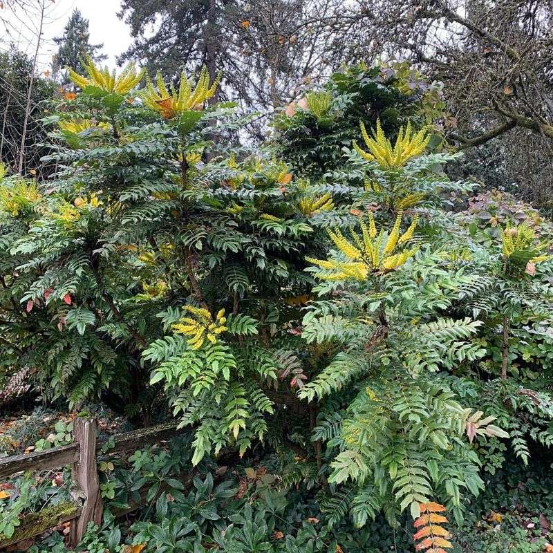 Mahonia