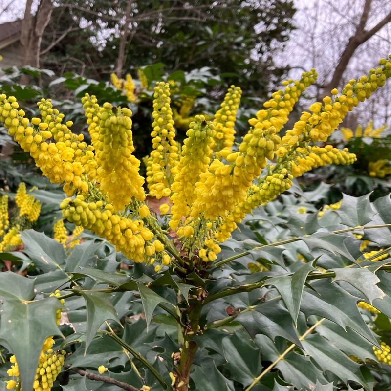 Mahonia