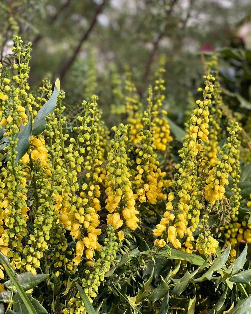 Mahonia