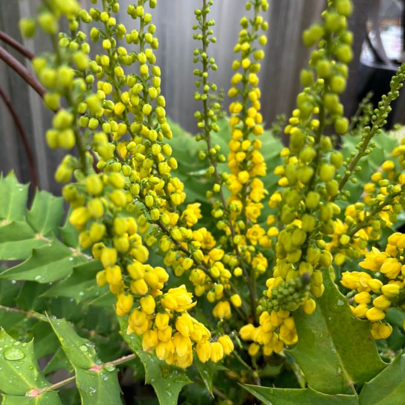 Mahonia