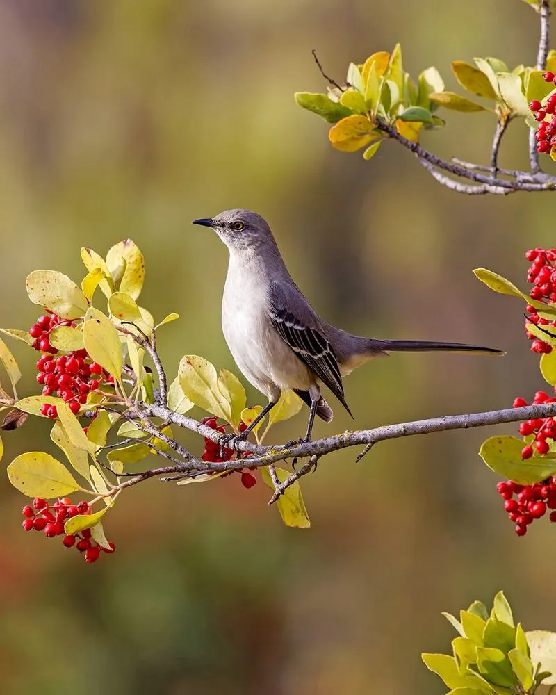 Maintain a Natural Food Source