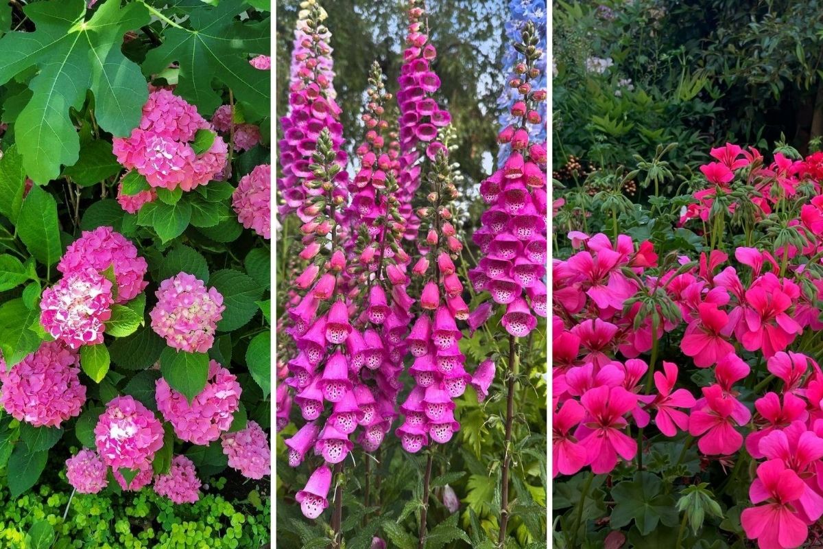 Make Every Day Brighter with These 15 Gorgeous Pink Plants