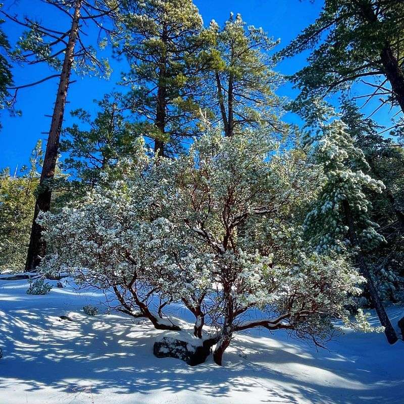 Manzanita