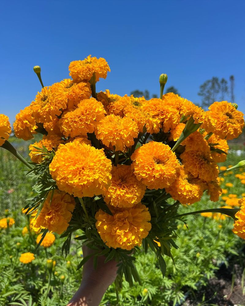 Marigold (October)