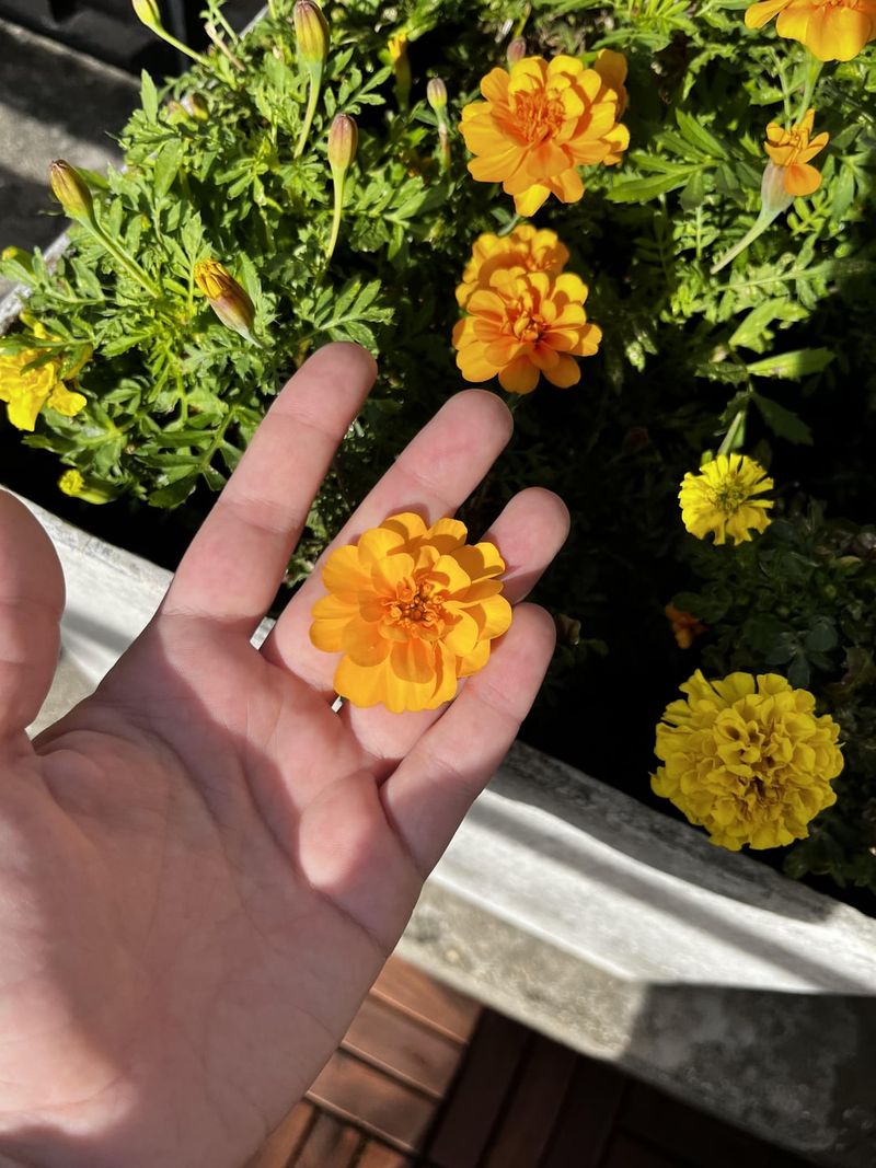 Marigolds