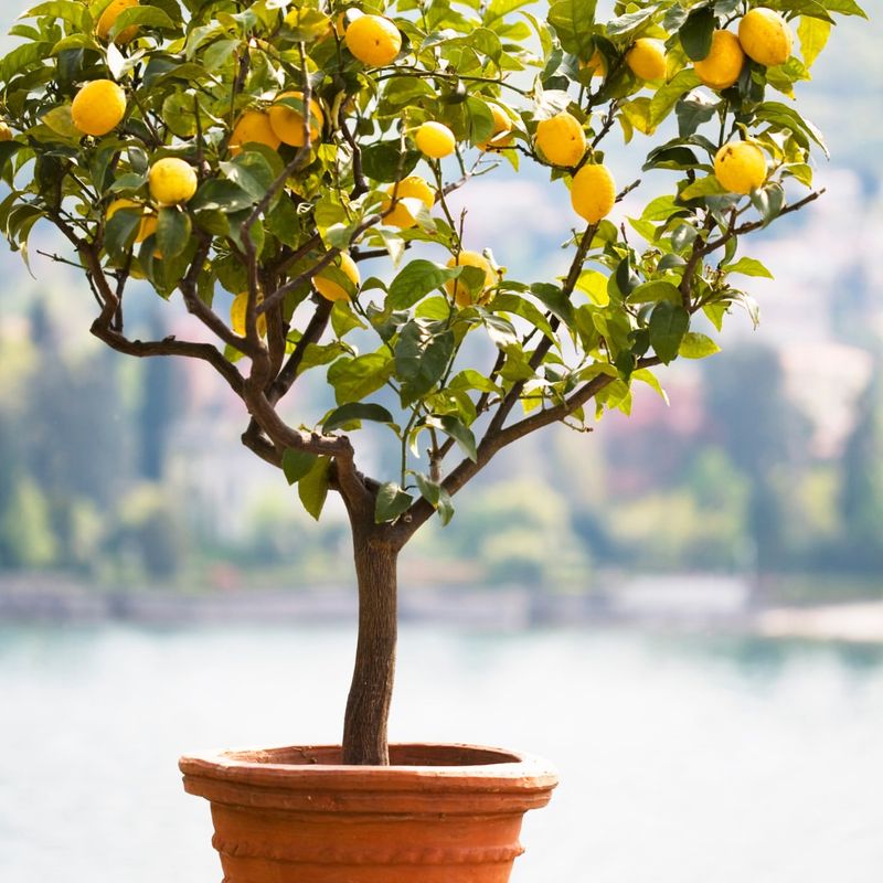 Meyer Lemon Tree