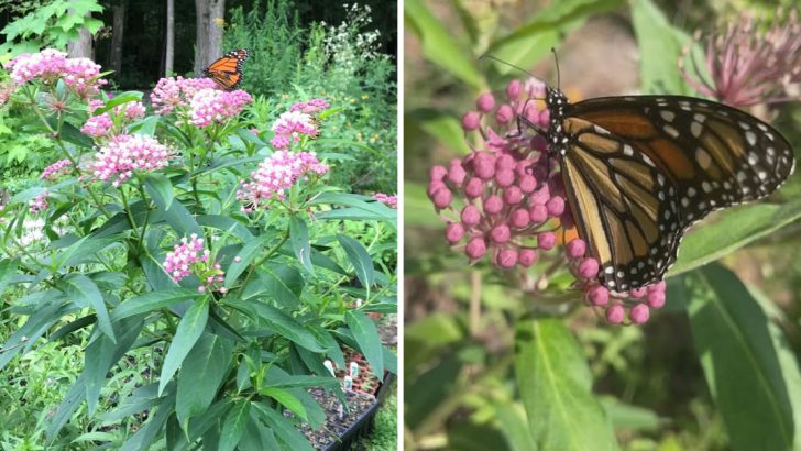 6 Milkweed Mistakes That Could Be Blocking Butterflies From Your Garden