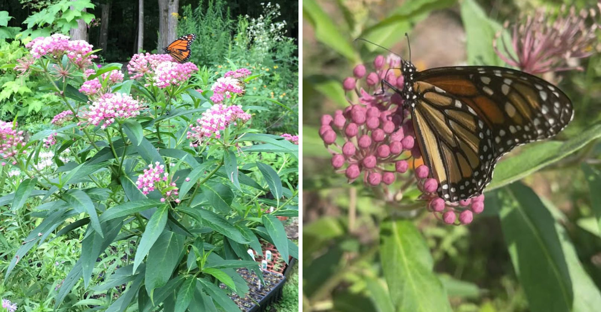 Milkweed Mistakes That Could Be Blocking Butterflies From Your Garden