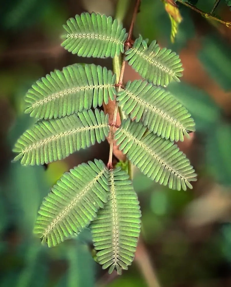 Mimosa Pudica