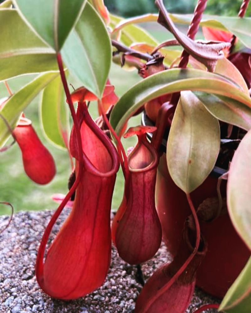 Monkey Cups (Nepenthes)