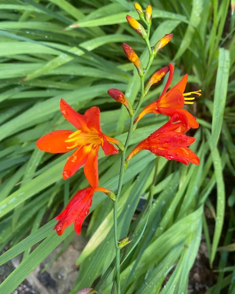 Montbretia