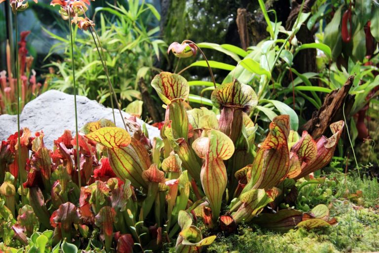 Interactive Guide to the 15 Most Intriguing Plants That Bite