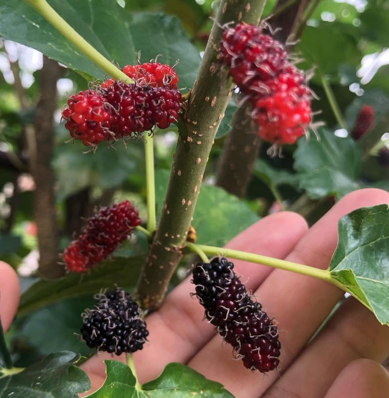 Mulberry (Morus spp.)