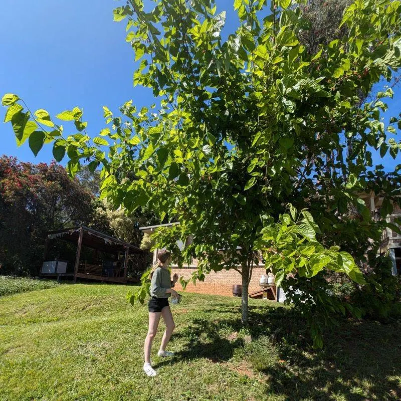 Mulberry Tree