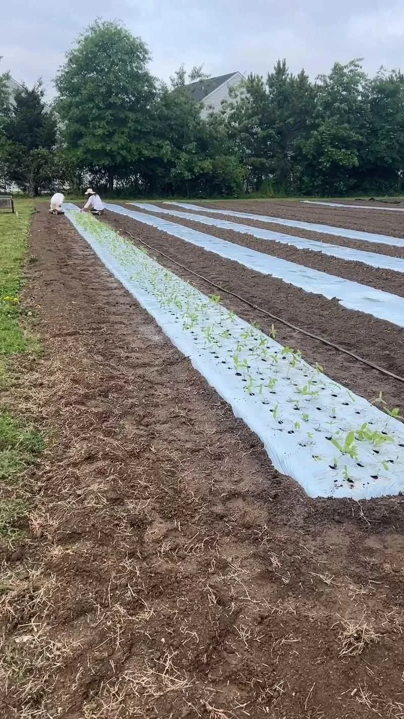 Mulching