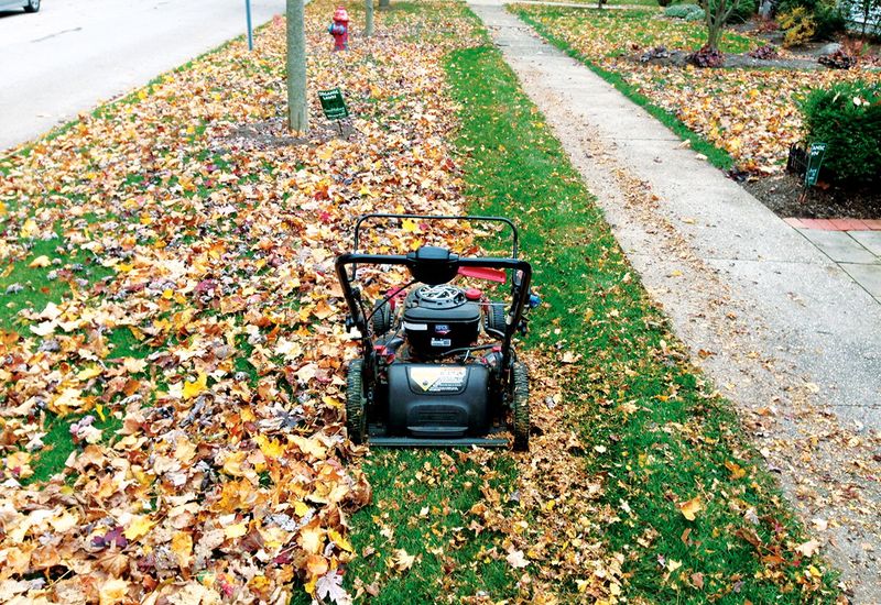 Mulching Dead Leaves