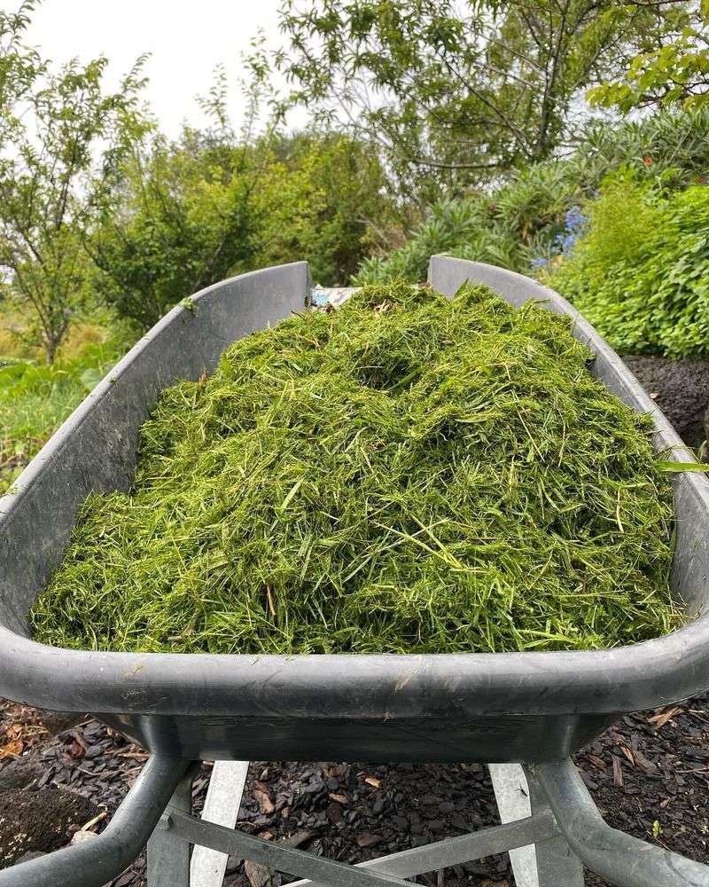 Mulching with Grass Clippings