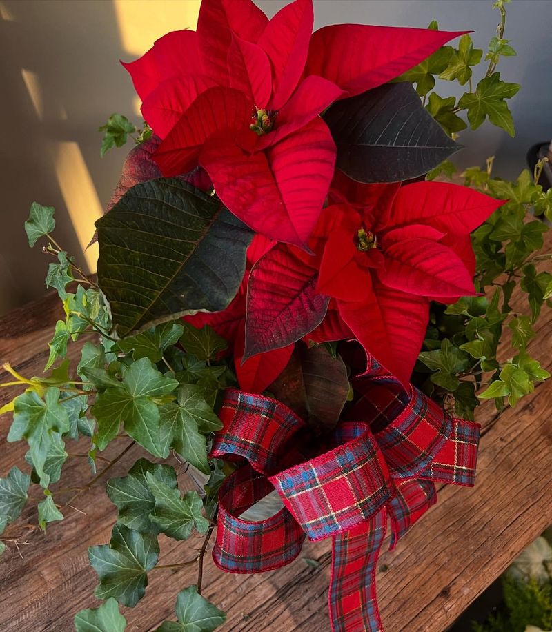 Myth 4: Poinsettias Are Poisonous