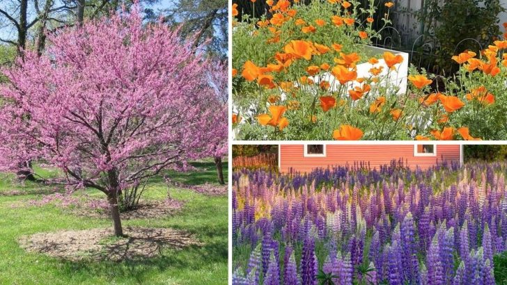 10 Native Plants That Give American Gardens Their Unique Beauty