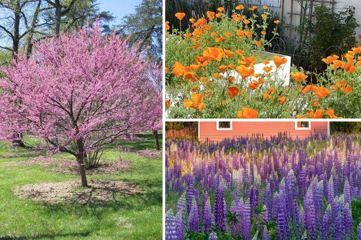 Native Plants That Give American Gardens Their Unique Beauty