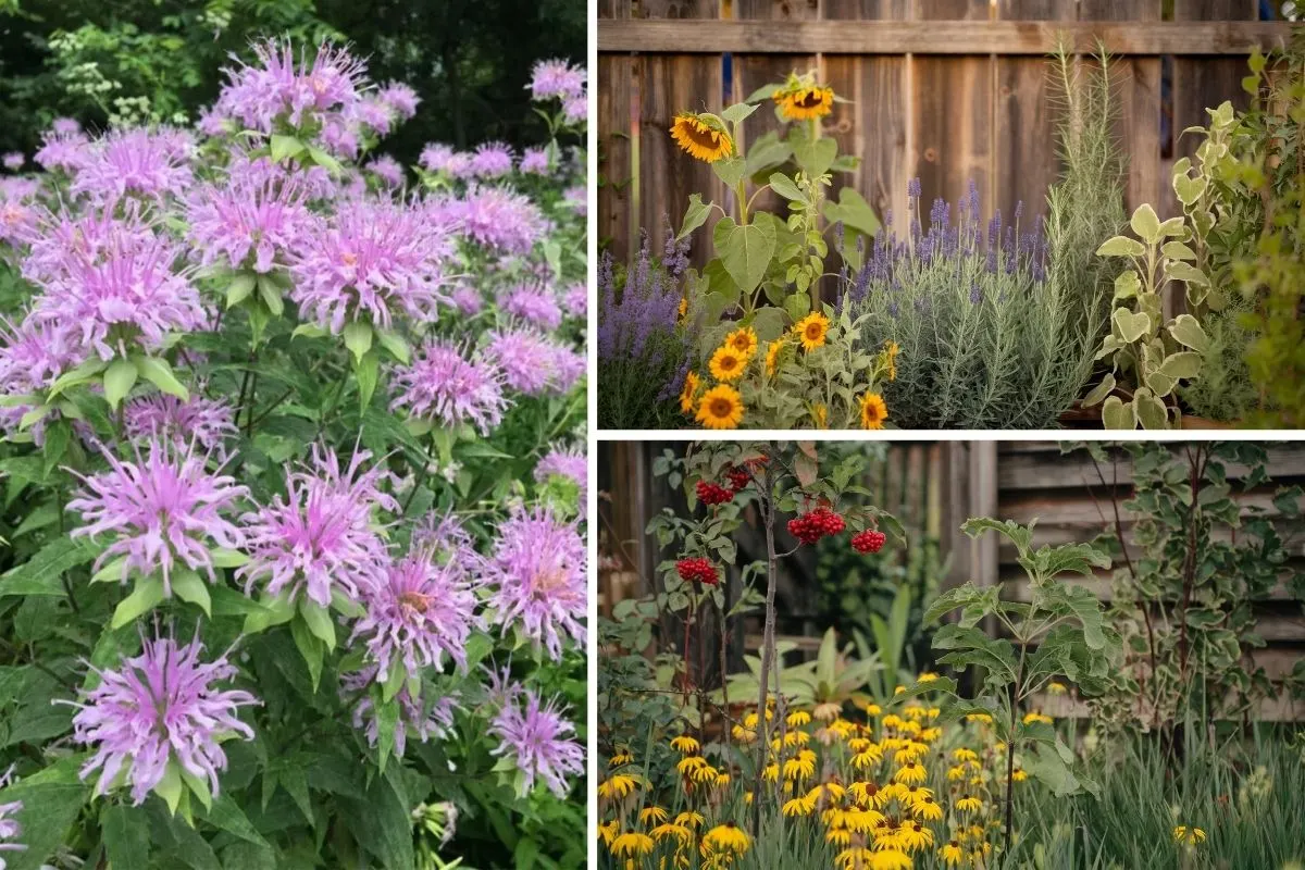 Native U.S. Plants Are Must-Haves for Any Survival Garden