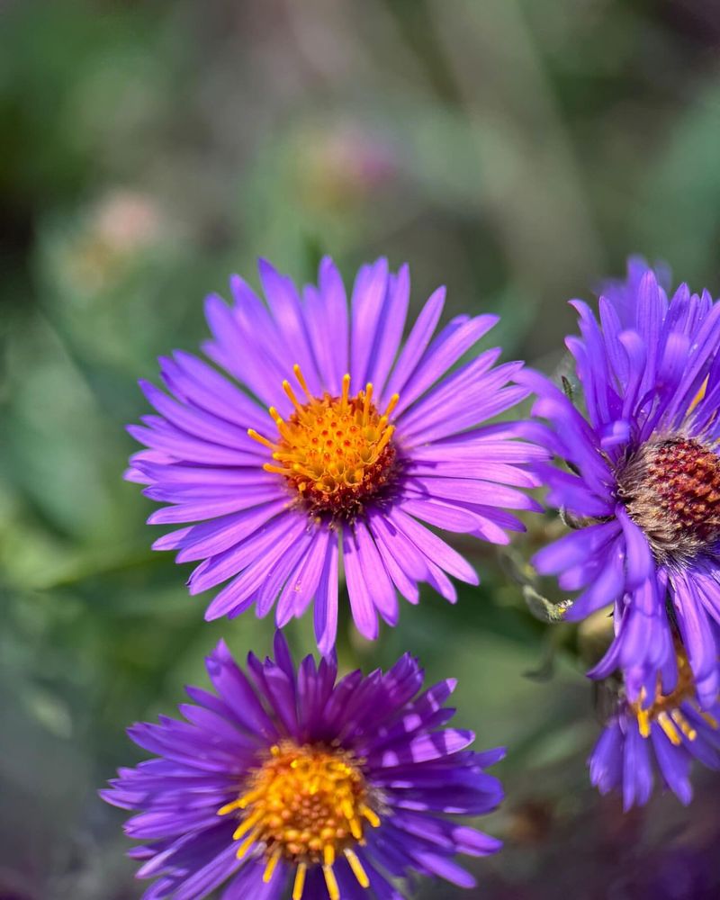 New England Aster