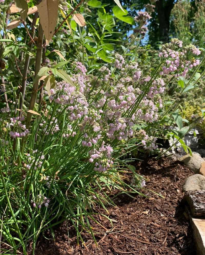 Nodding Onion