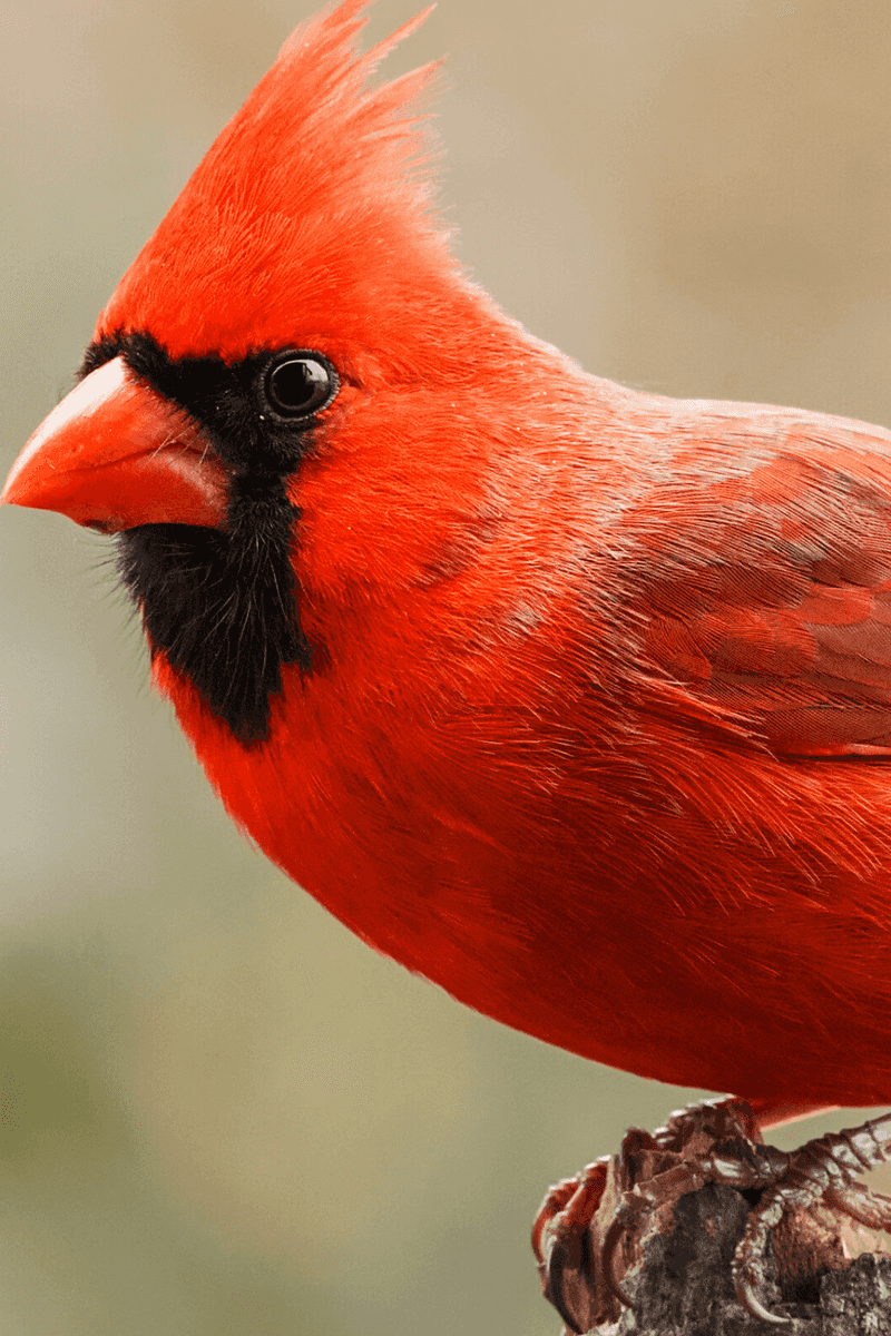 Northern Cardinal