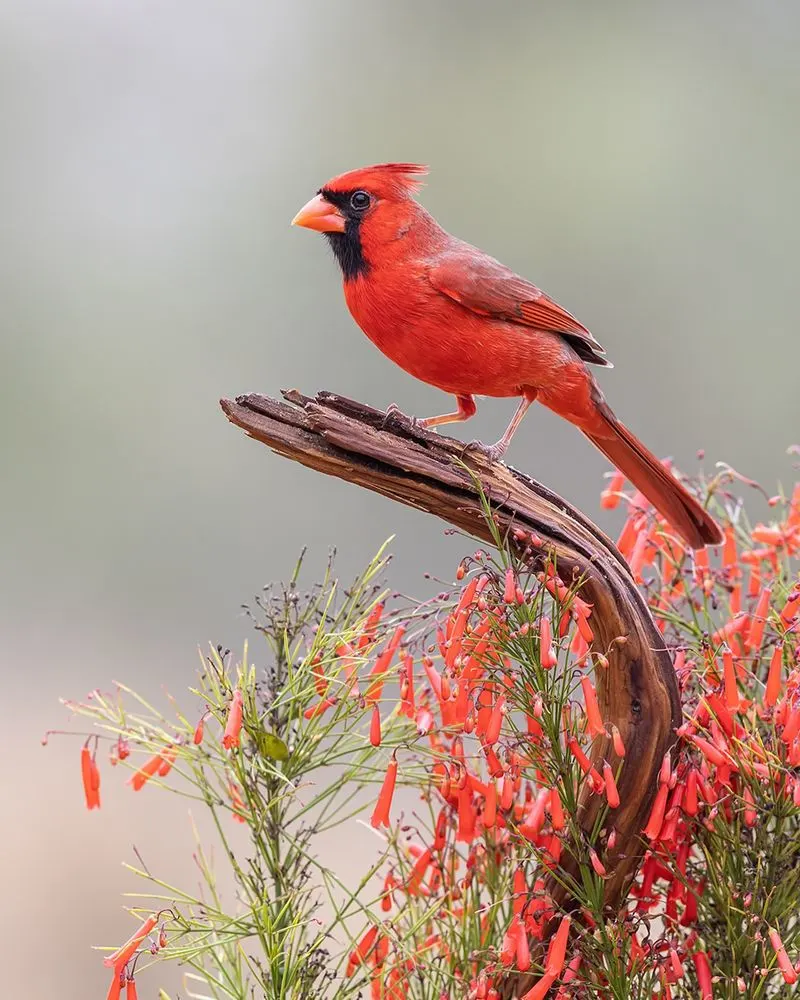 Northern Cardinal