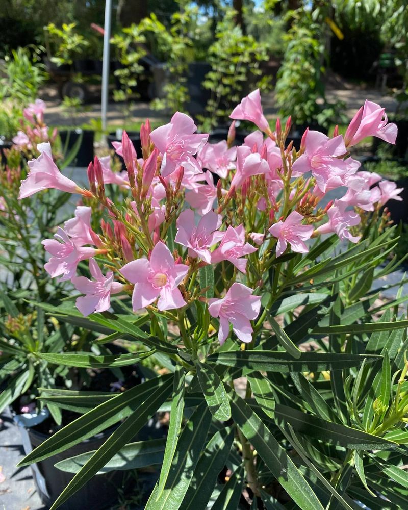 Oleander