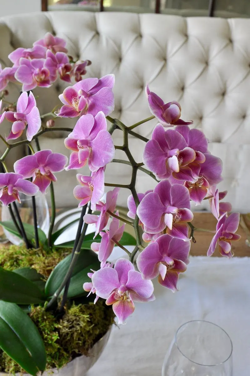 Orchids