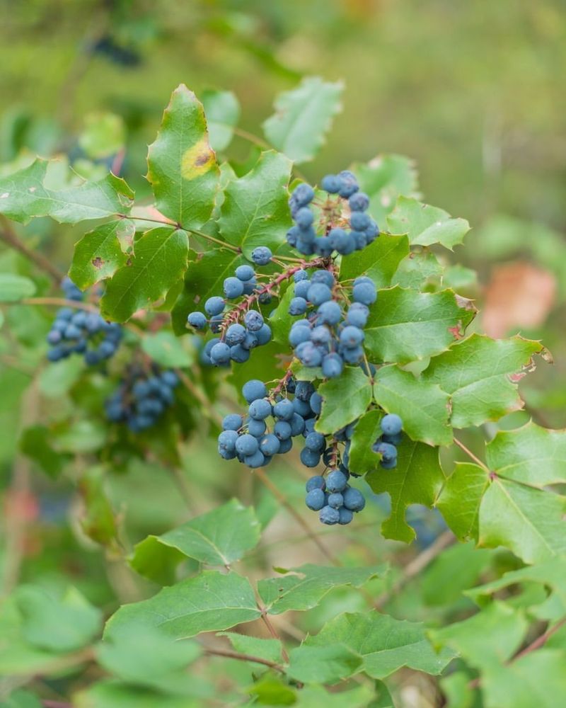 Oregon Grape