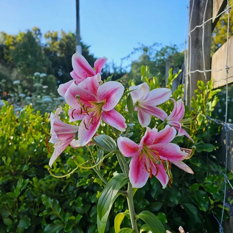 Oriental Lily