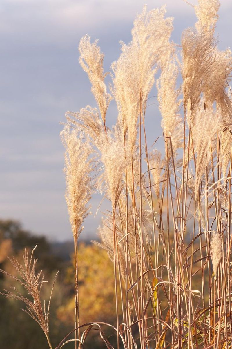 Ornamental Grasses