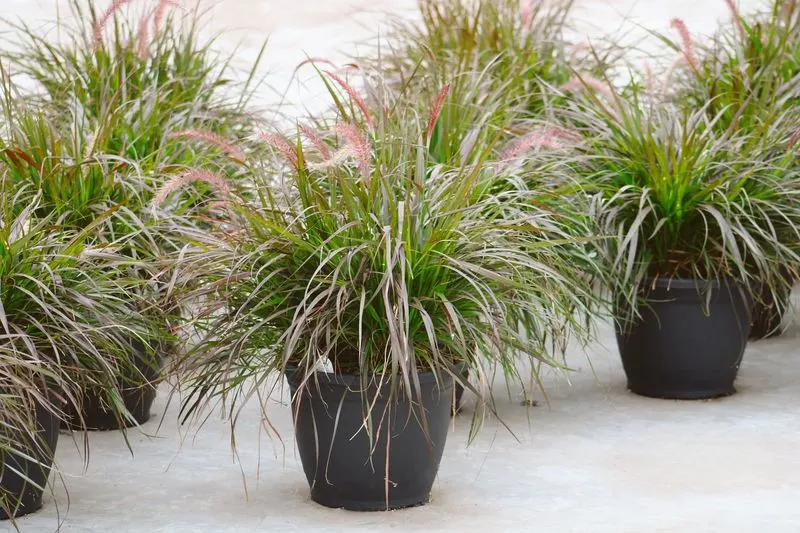 Ornamental Grasses