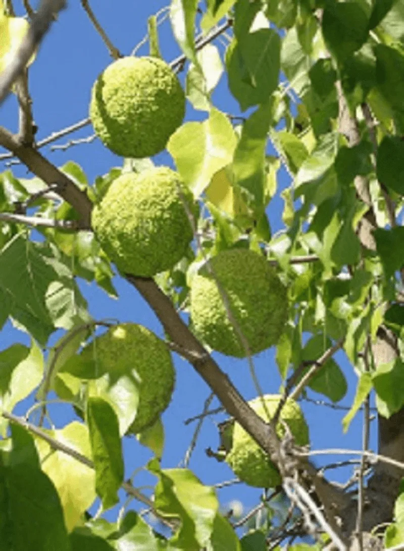 Osage Orange