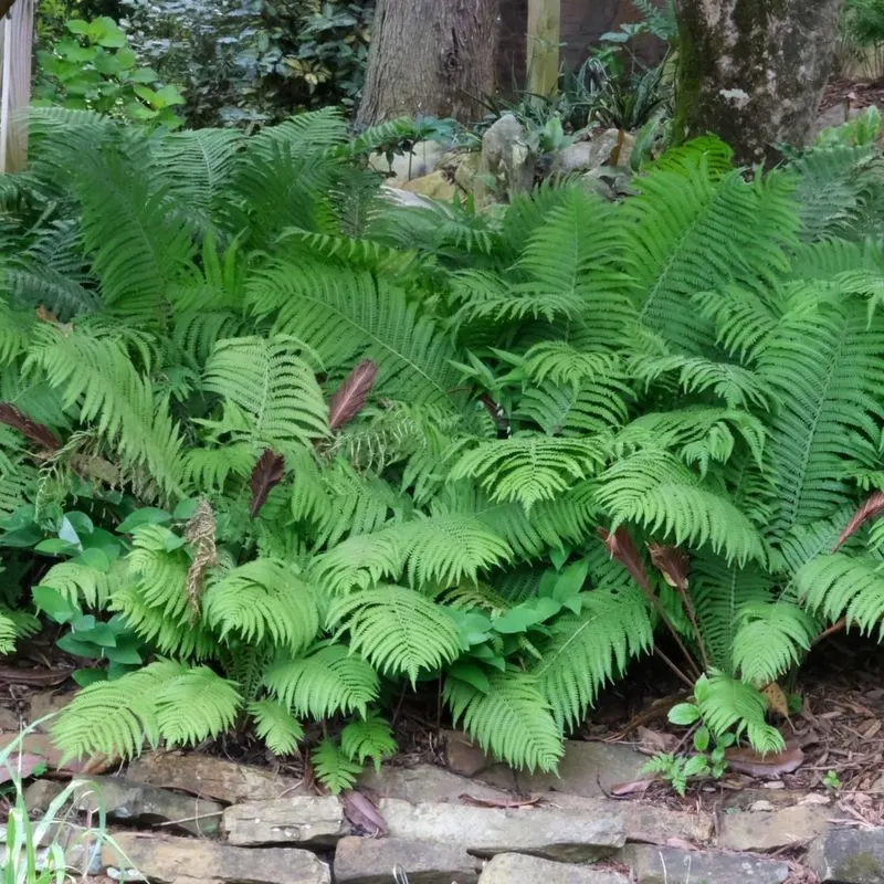 Ostrich Fern