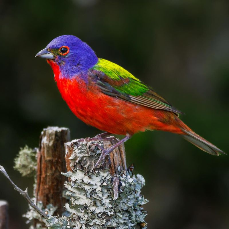 Painted Bunting