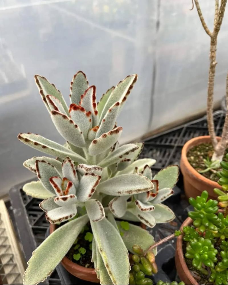 Panda Plant (Kalanchoe tomentosa)